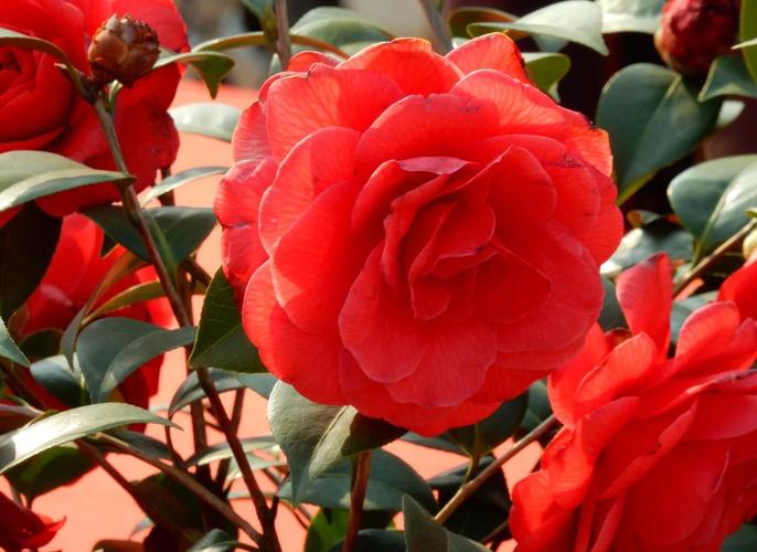 茶花花朵大的品种有哪些？-图2