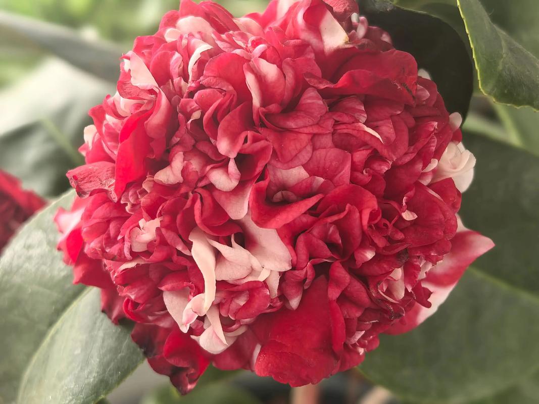 茶花花朵大的品种有哪些？-图3