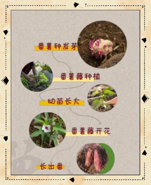 春红薯何时种？关键技术有哪些？-图2