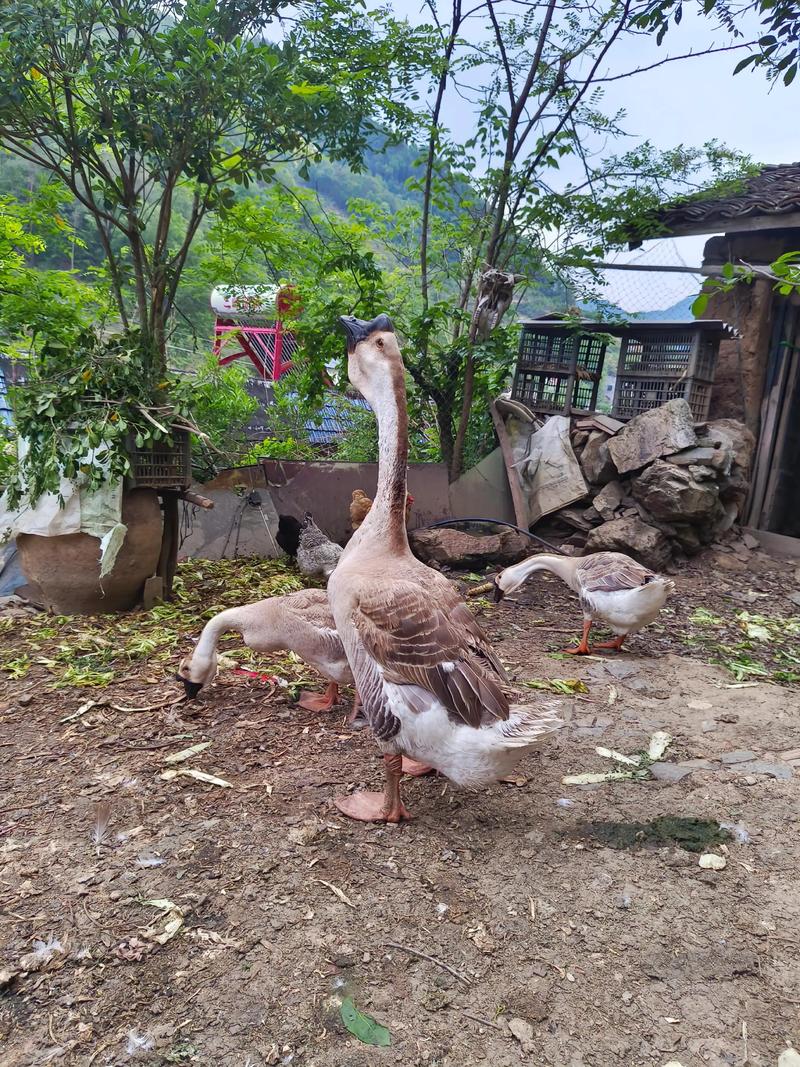 林下养鹅选什么品种合适？-图2