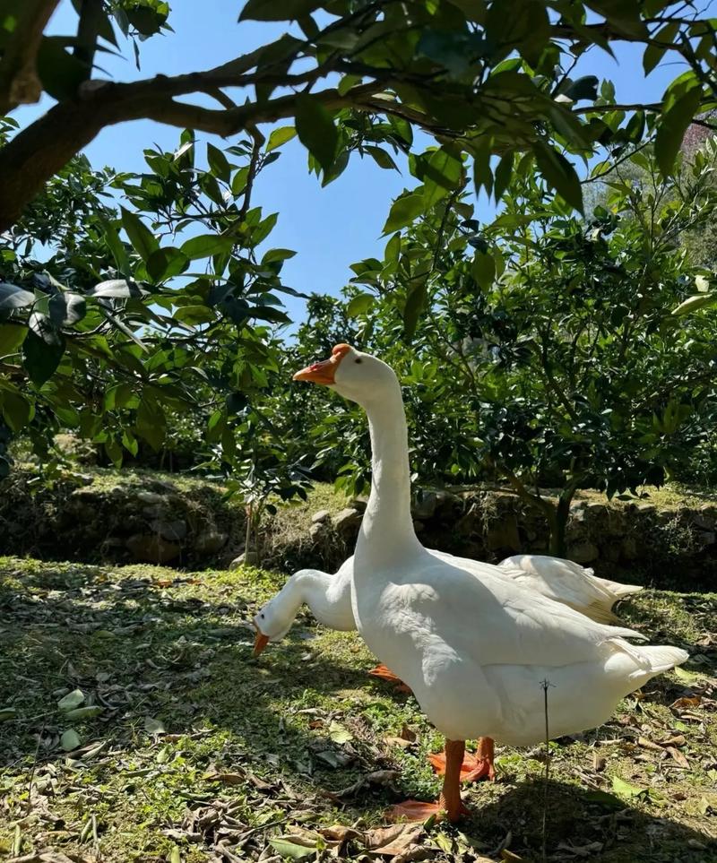 林下养鹅选什么品种合适？-图1