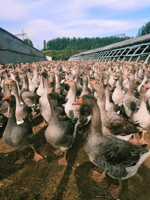 林下养鹅选什么品种合适？-图3