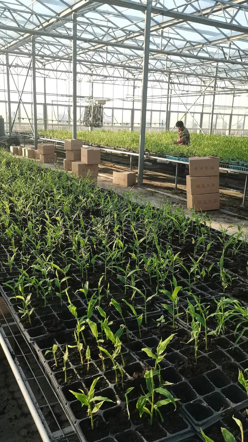 生姜高产栽培技术视频有哪些要点？-图2