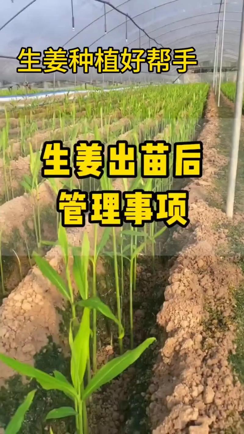 生姜高产栽培技术视频有哪些要点？-图1