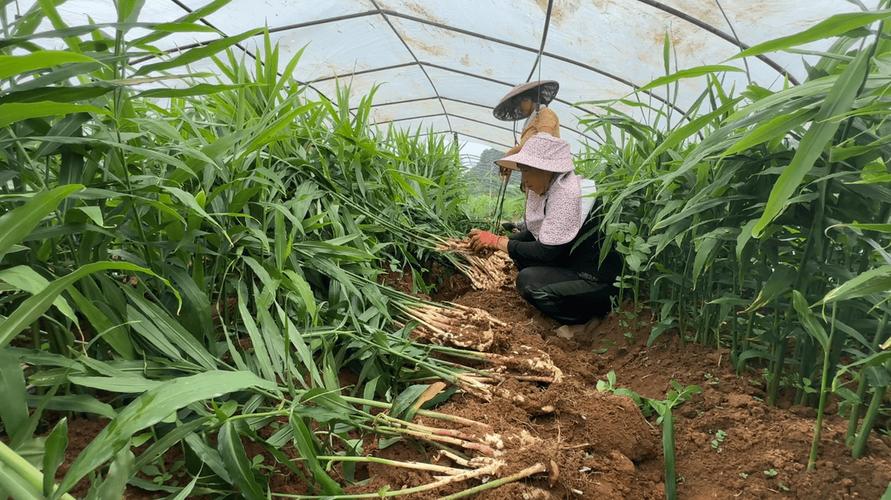 生姜高产栽培技术视频有哪些要点？-图3