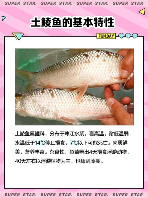 鲮鱼水花最新养殖技术有何要点？-图3