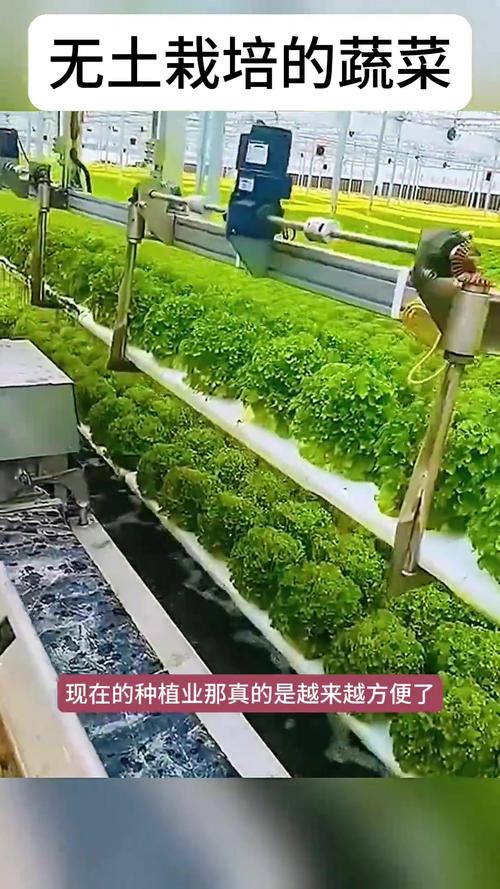 无土种植蔬菜视频，技术要点有哪些？-图1