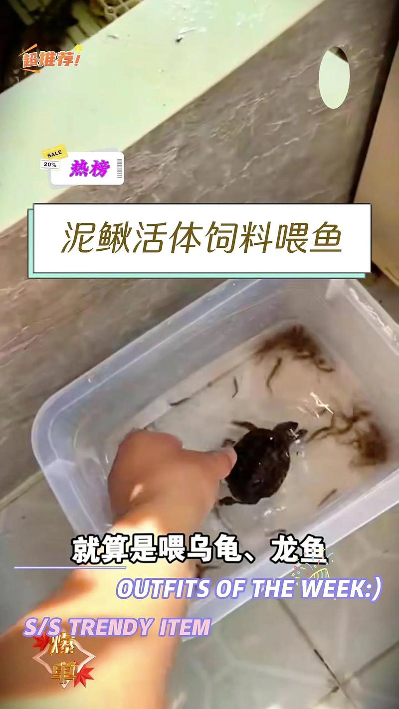 2025重庆泥鳅价格会涨还是跌？-图2