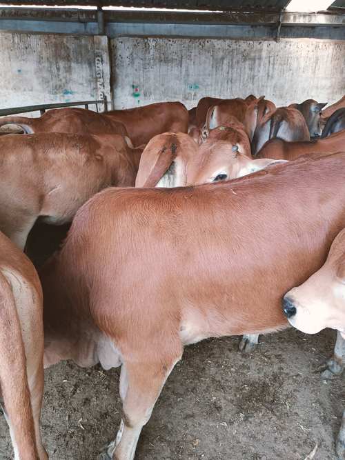 牛品种改良大多采用什么技术？-图1