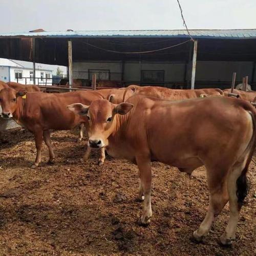 牛品种改良大多采用什么技术？-图2