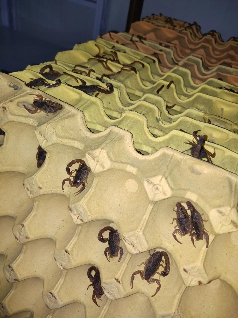 新手养蝎，哪种品种好上手？-图2