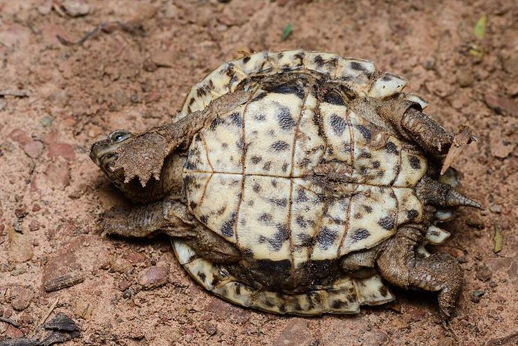 广东亚巨龟价格多少钱一只？-图2