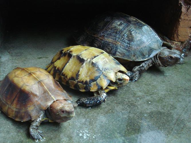 广东亚巨龟价格多少钱一只？-图3