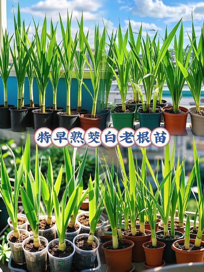 茭白龙虾怎么种？视频教你关键技术！-图2