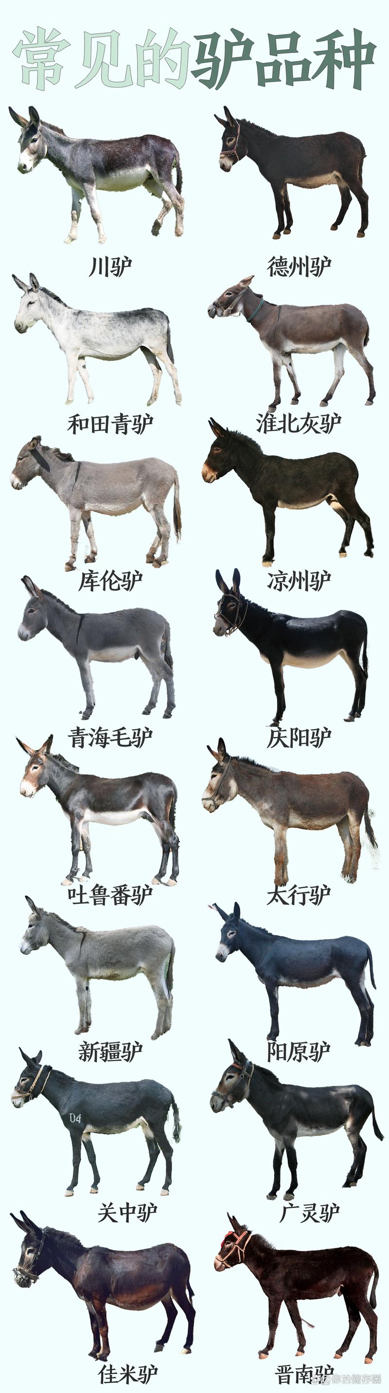 肉驴选啥品种好？-图1