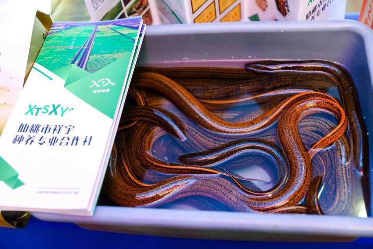 南京野生黄鳝价格行情如何？-图2