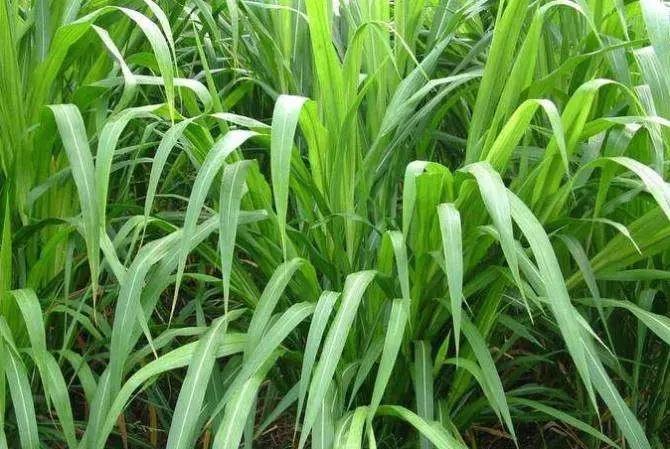 喂牛草种有哪些常见品种？-图2