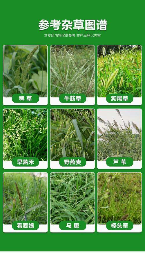 喂牛草种有哪些常见品种？-图1