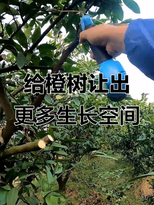 桔子树管理技术视频有哪些要点？-图1