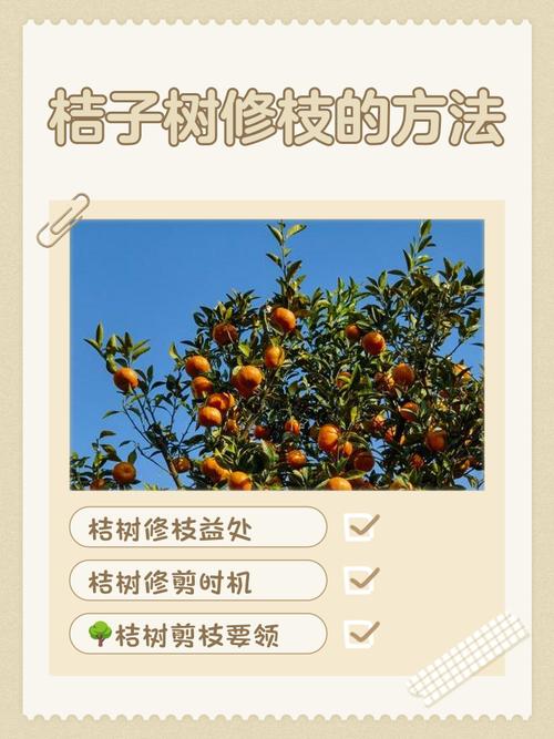 桔子树管理技术视频有哪些要点？-图2