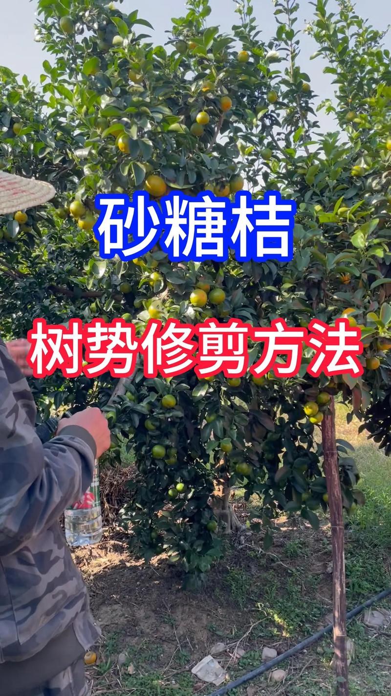 桔子树管理技术视频有哪些要点？-图3