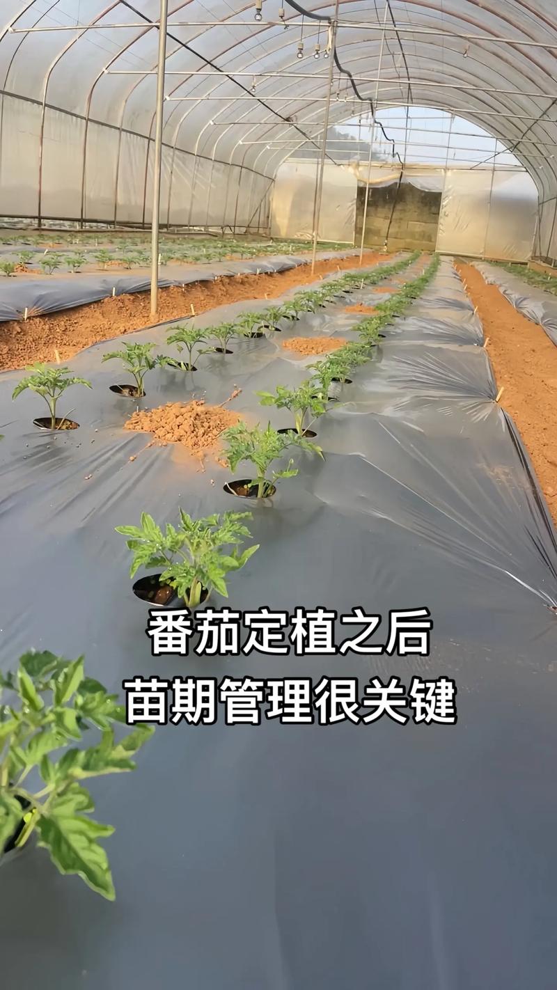 番茄种植管理有哪些关键技术？-图3