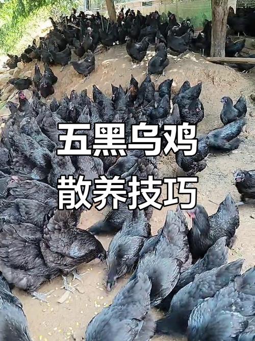 黒鸡品种有哪些？附图片解析。-图1