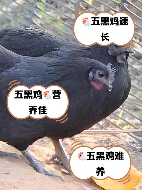 黒鸡品种有哪些？附图片解析。-图3