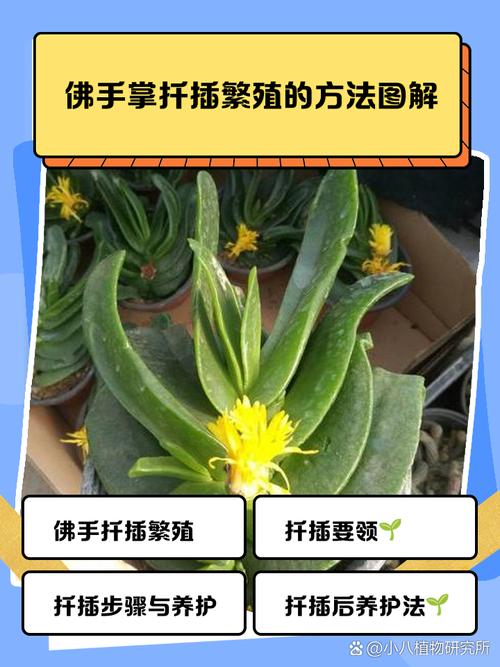 佛手嫁接技术视频教程，关键步骤有哪些？-图1