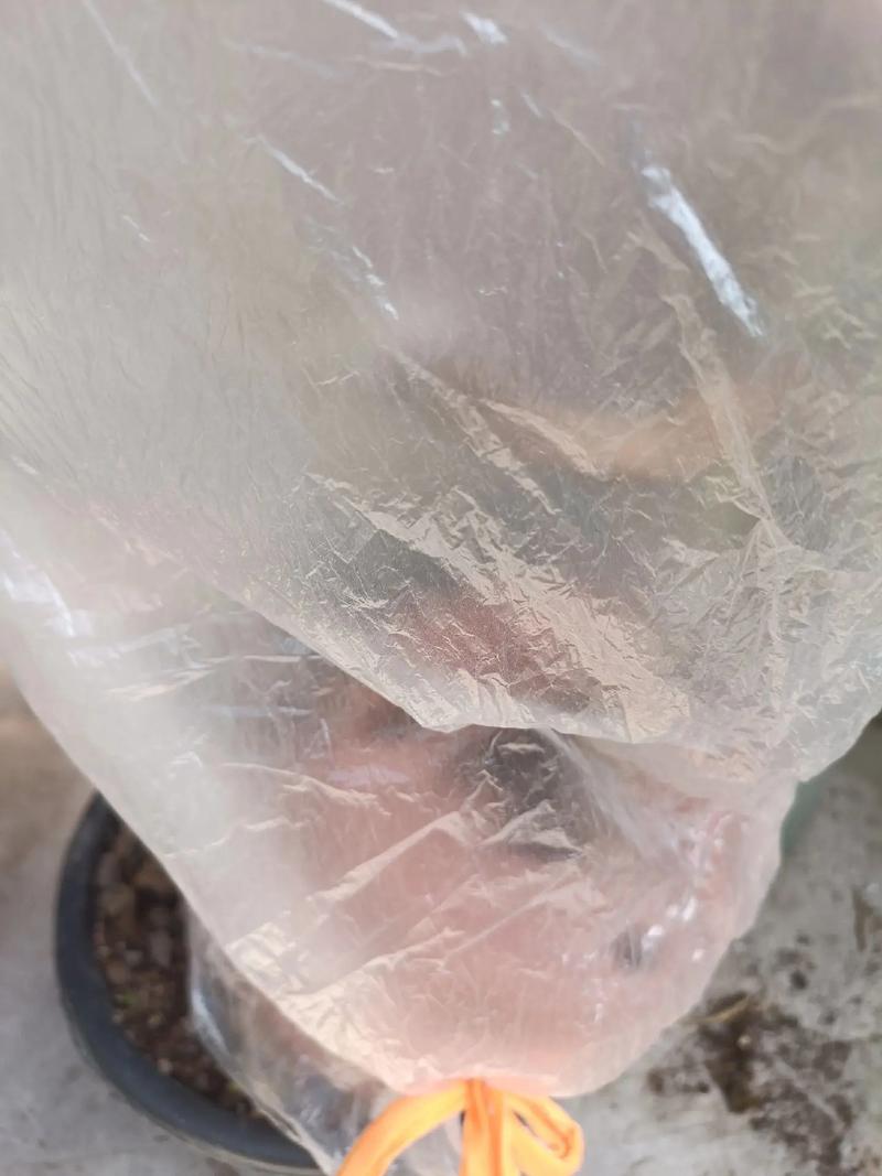 佛手嫁接技术视频教程，关键步骤有哪些？-图2