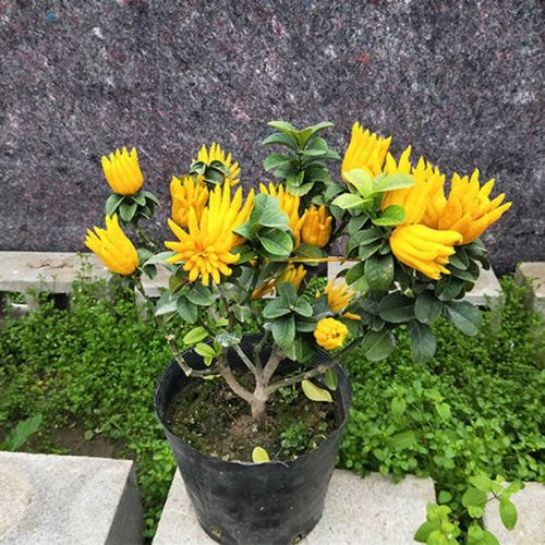 佛手嫁接技术视频教程，关键步骤有哪些？-图3