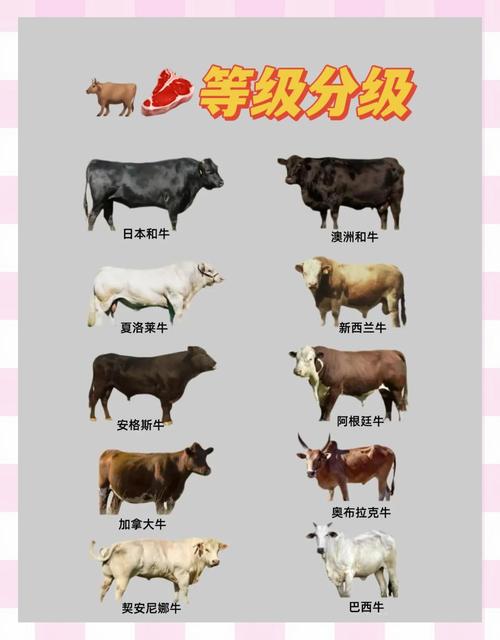 牛的品种繁多，各有哪些独特特性？-图1