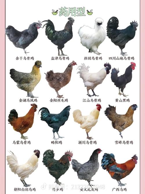 中国优良家畜品种有哪些？-图1