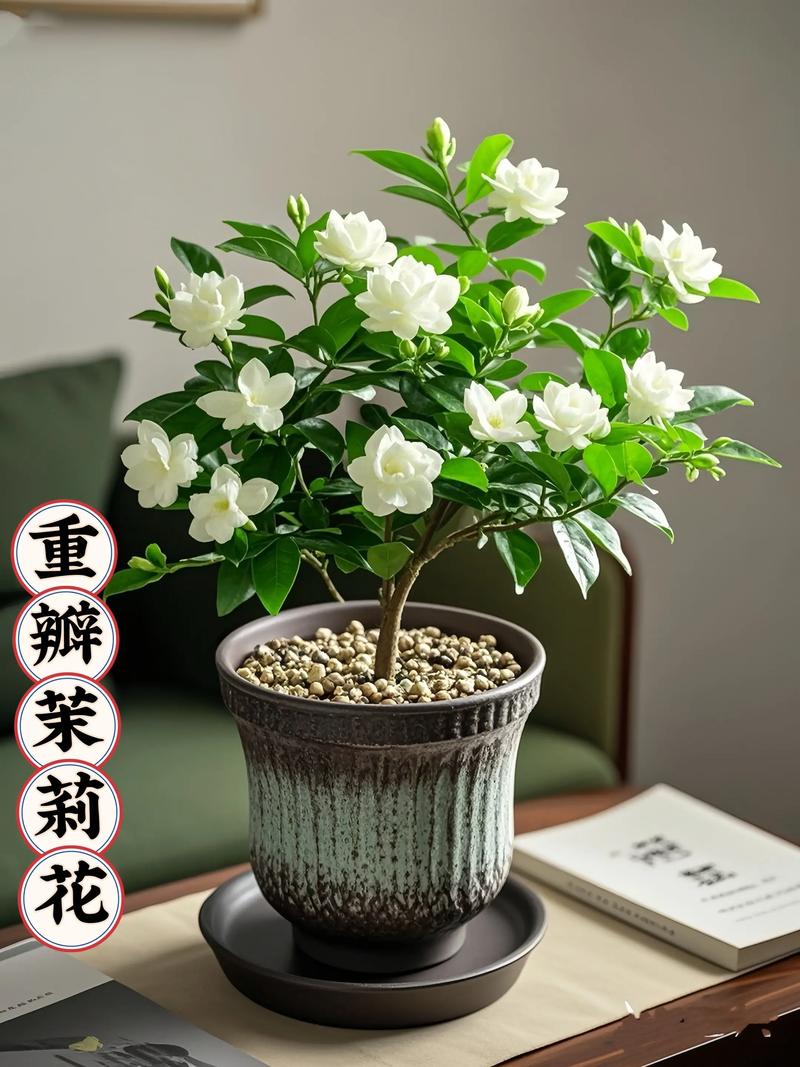 沫莉花哪个品种最好？-图3
