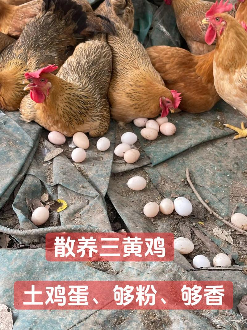 土蛋鸡选什么品种合适？-图1