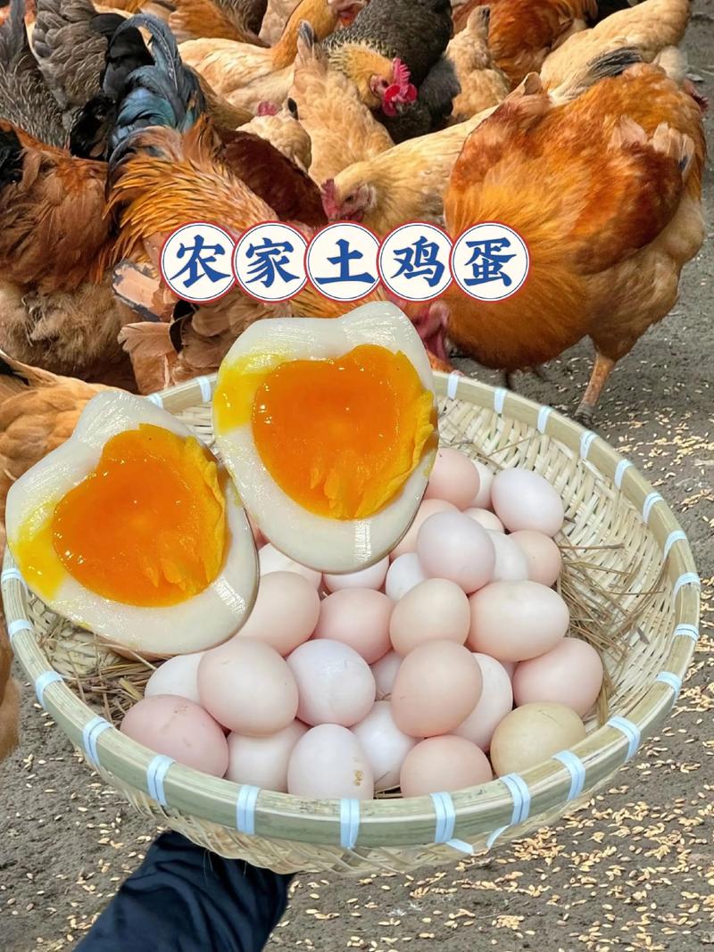 土蛋鸡选什么品种合适？-图2