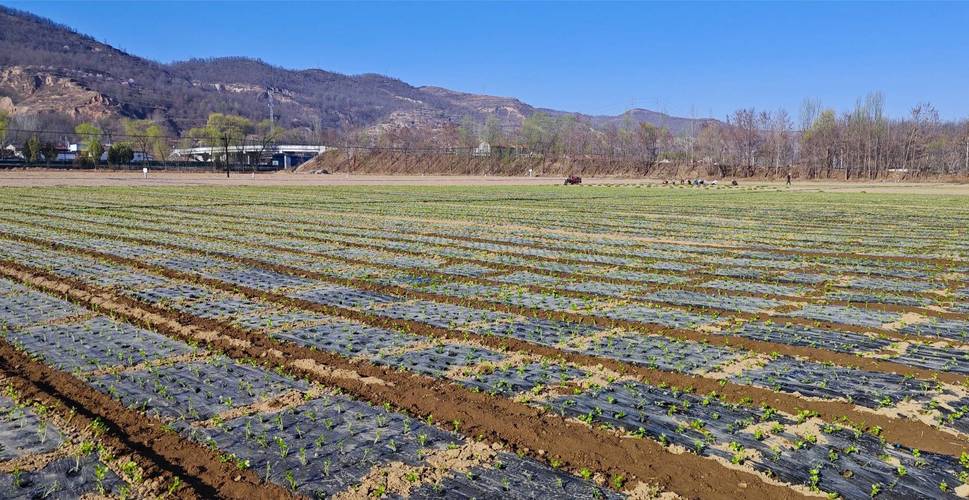 露地蔬菜怎么种才高产？-图1
