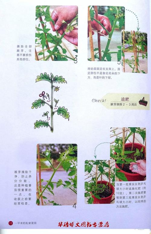 露地蔬菜怎么种才高产？-图3