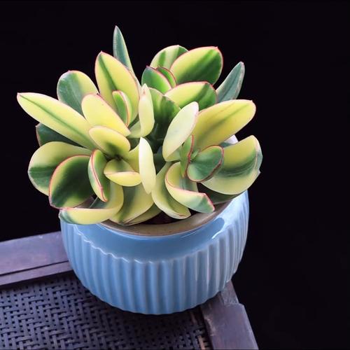 新花月锦到底有多少品种？-图2