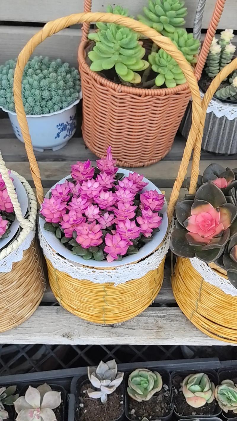 新花月锦到底有多少品种？-图1