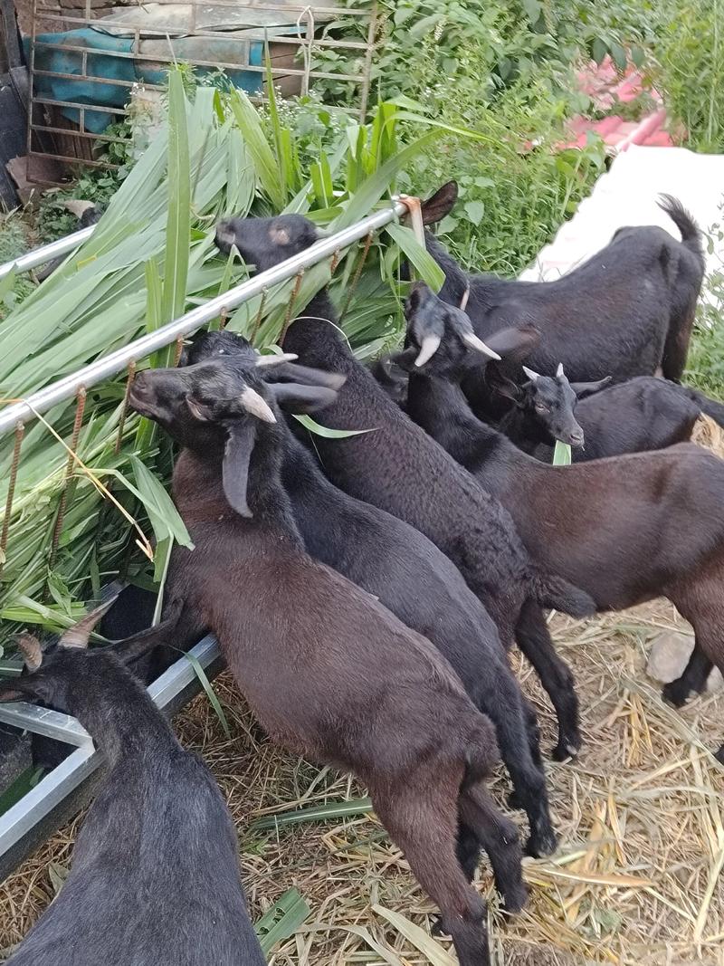 湖南有哪些羊的品种？-图1