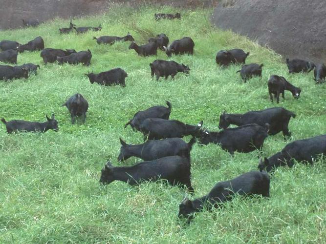 湖南有哪些羊的品种？-图2