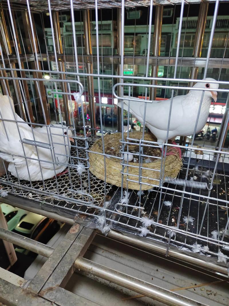 白羽王鸽养殖技术视频怎么学？-图3