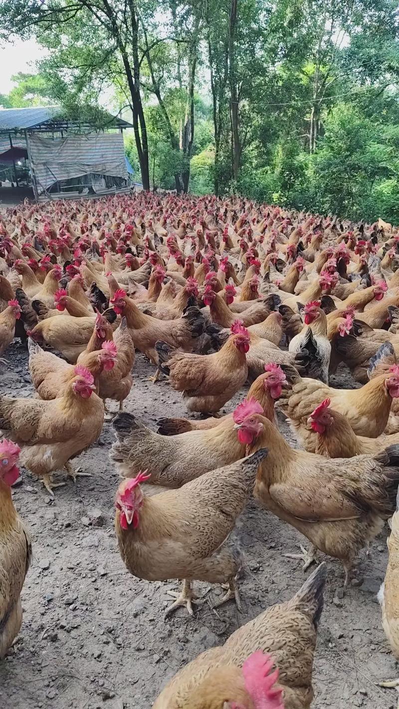 广西适合养什么鸡品种？-图1