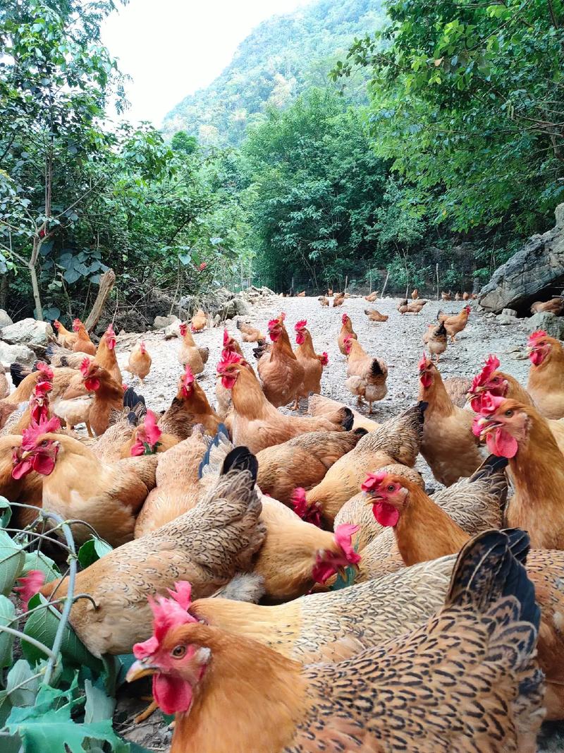 广西适合养什么鸡品种？-图2