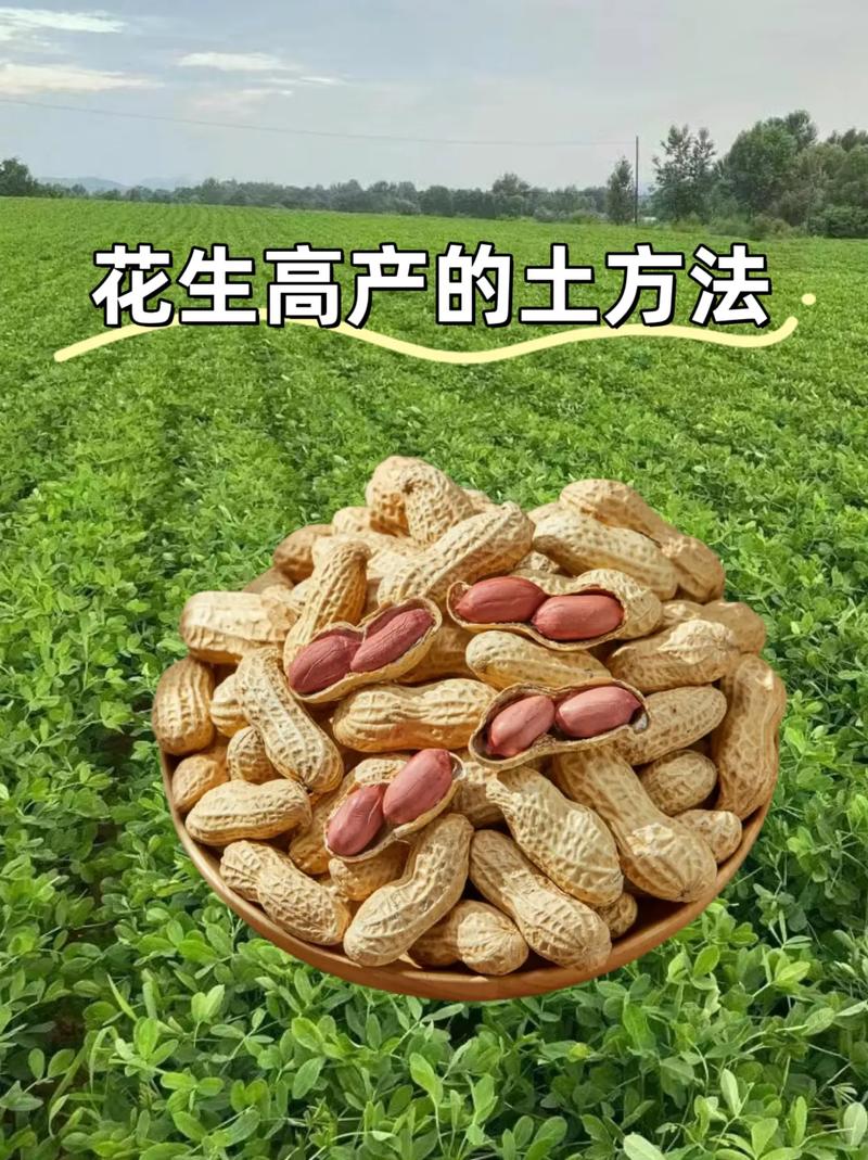 花生种植技术有哪些要点？-图1