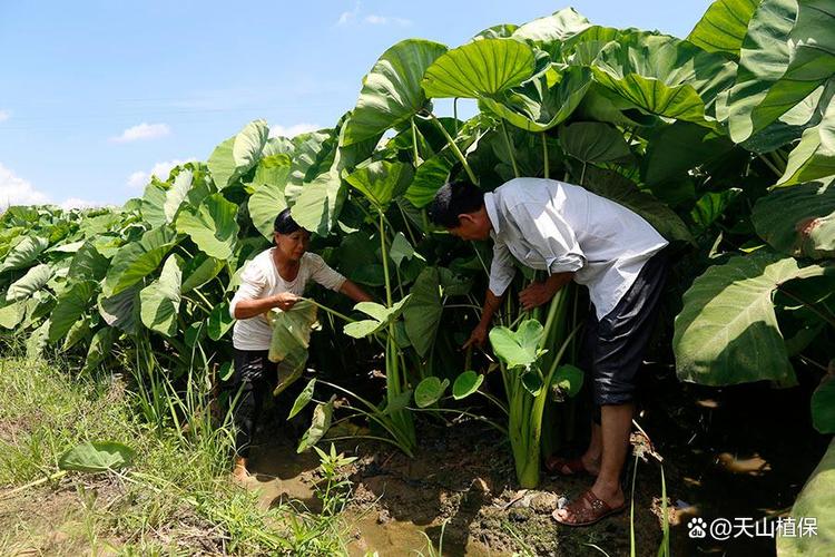南方香芋怎么种？技术视频详解来了！-图2