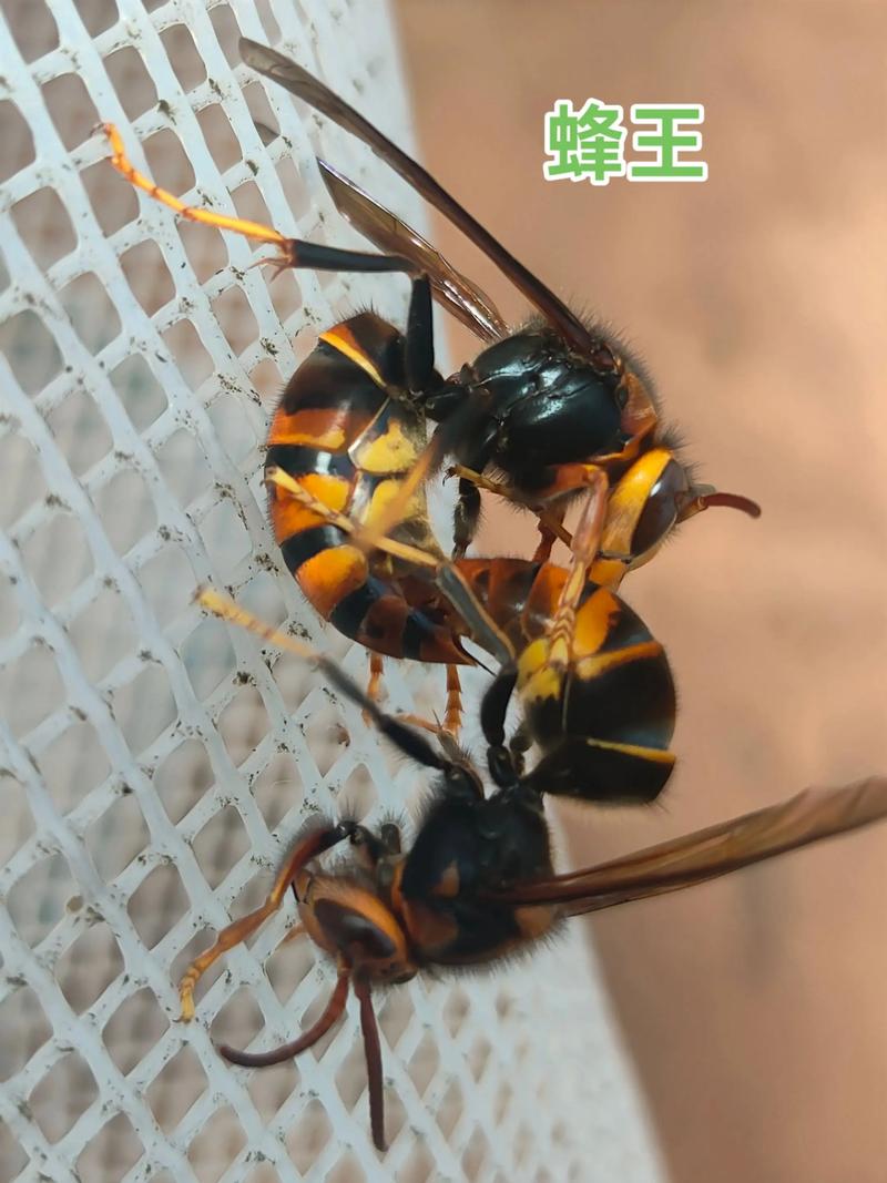 中国哪种马蜂品种好？-图1