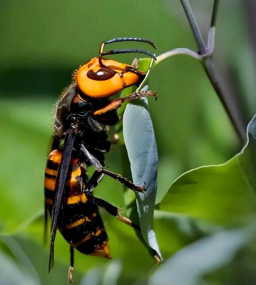 中国哪种马蜂品种好？-图2