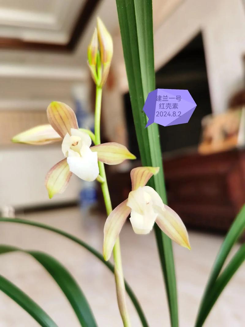 建兰有哪些素花品种-图1